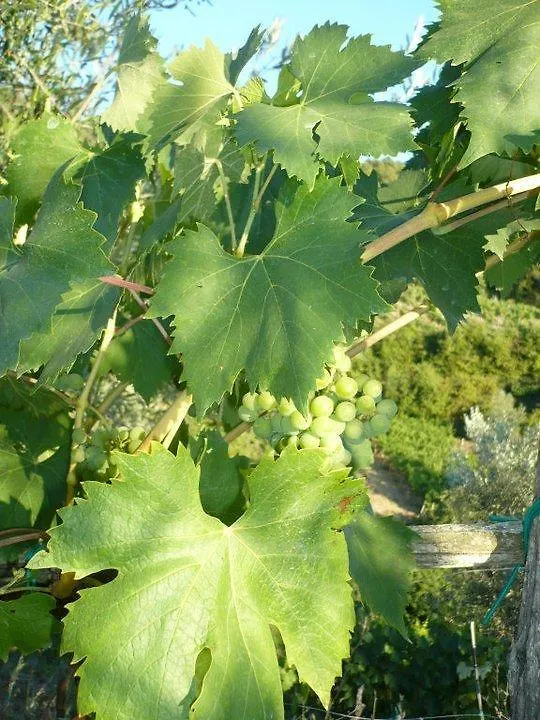 Agriturismo Poggio All'Olmo Villa Greve in Chianti 0*,  Italy